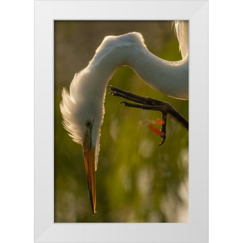 Florida Profile of great egret White Modern Wood Framed Art Print by Illg, Cathy and Gordon