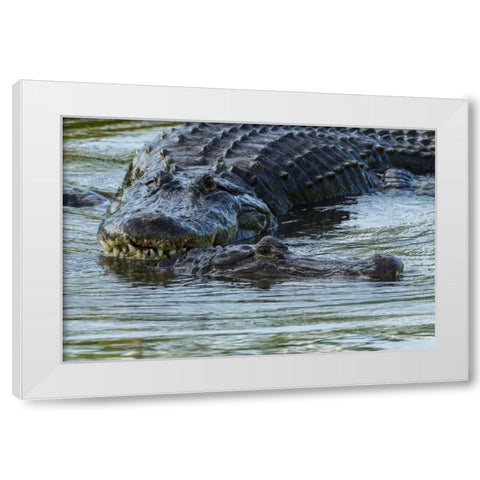 FL, Male alligator displays courtship behavior White Modern Wood Framed Art Print by Illg, Cathy and Gordon