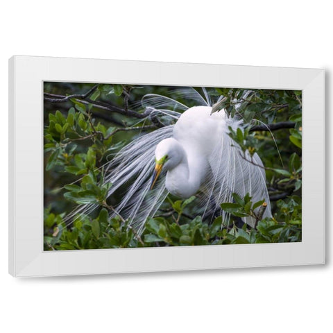 FL, Anastasia Is Great egret in breeding plumage White Modern Wood Framed Art Print by Illg, Cathy and Gordon