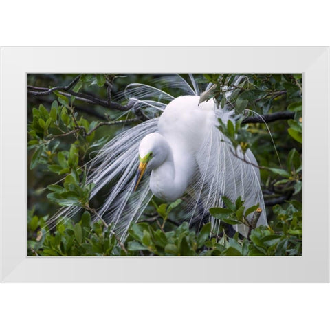 FL, Anastasia Is Great egret in breeding plumage White Modern Wood Framed Art Print by Illg, Cathy and Gordon