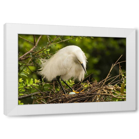 FL, Anastasia Island Snowy egret eyes egg White Modern Wood Framed Art Print by Illg, Cathy and Gordon