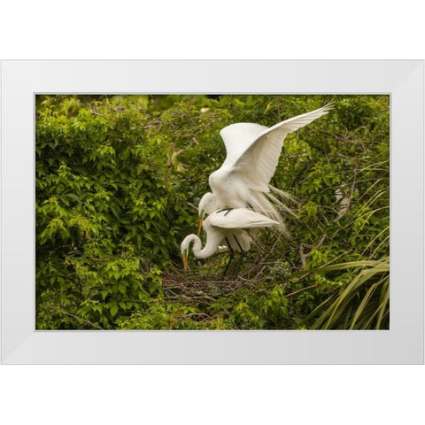 FL, Anastasia Is Great egret pair mating at nest White Modern Wood Framed Art Print by Illg, Cathy and Gordon