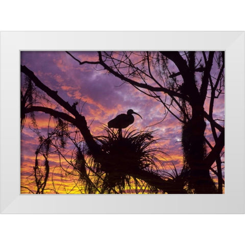 USA, Florida Ibis on nest at sunset White Modern Wood Framed Art Print by Rotenberg, Nancy