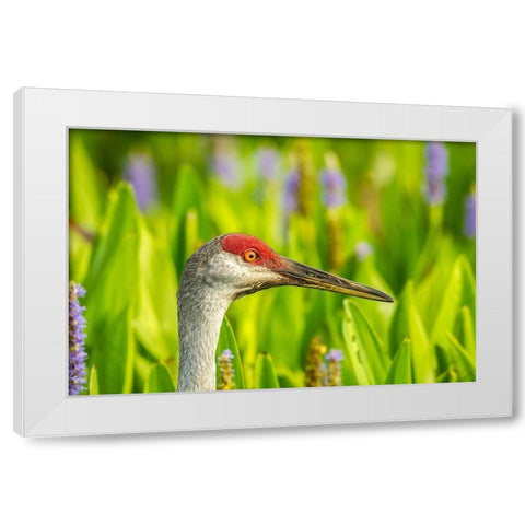 Florida-Orlando Wetlands Park Sandhill crane adult in blooming pickerel weed White Modern Wood Framed Art Print by Jaynes Gallery