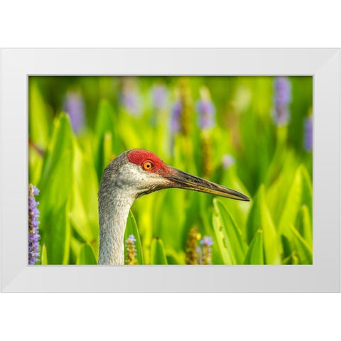 Florida-Orlando Wetlands Park Sandhill crane adult in blooming pickerel weed White Modern Wood Framed Art Print by Jaynes Gallery