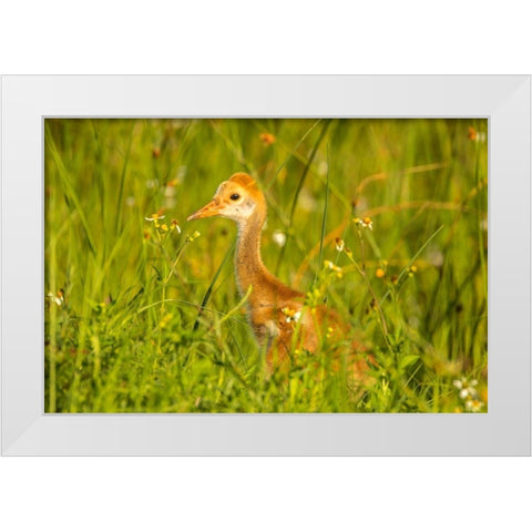 Florida-Orlando Wetlands Park Sandhill crane colt close-up White Modern Wood Framed Art Print by Jaynes Gallery