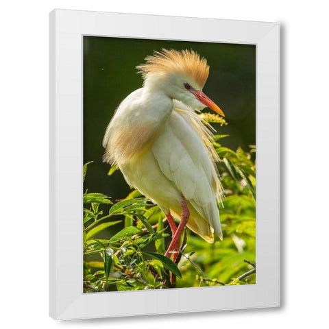 Florida-Anastasia Island Cattle egret in breeding plumage White Modern Wood Framed Art Print by Jaynes Gallery
