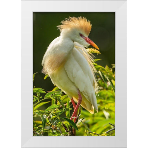 Florida-Anastasia Island Cattle egret in breeding plumage White Modern Wood Framed Art Print by Jaynes Gallery