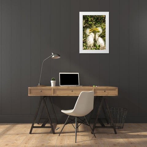 Florida-Anastasia Island-Alligator Farm Great egret chicks on nest White Modern Wood Framed Art Print by Jaynes Gallery
