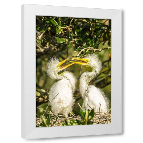 Florida-Anastasia Island-Alligator Farm Great egret chicks on nest White Modern Wood Framed Art Print by Jaynes Gallery