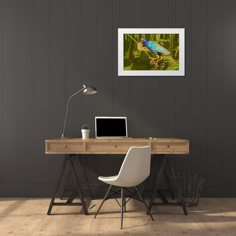 Florida-Wakodahatchee Wetlands Purple gallinule foraging for nesting material White Modern Wood Framed Art Print by Jaynes Gallery