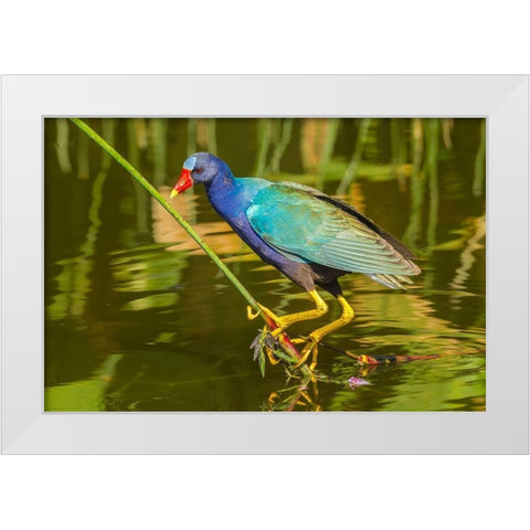 Florida-Wakodahatchee Wetlands Purple gallinule foraging for nesting material White Modern Wood Framed Art Print by Jaynes Gallery