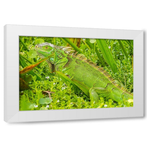 Florida-Wakodahatchee Wetlands Green iguana close-up White Modern Wood Framed Art Print by Jaynes Gallery