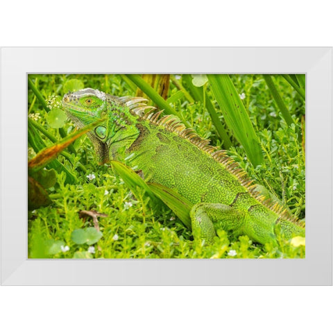 Florida-Wakodahatchee Wetlands Green iguana close-up White Modern Wood Framed Art Print by Jaynes Gallery
