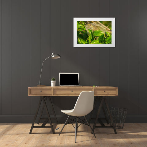 Florida-Wakodahatchee Wetlands Green iguana close-up White Modern Wood Framed Art Print by Jaynes Gallery