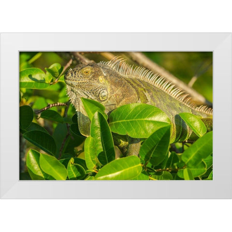 Florida-Wakodahatchee Wetlands Green iguana close-up White Modern Wood Framed Art Print by Jaynes Gallery