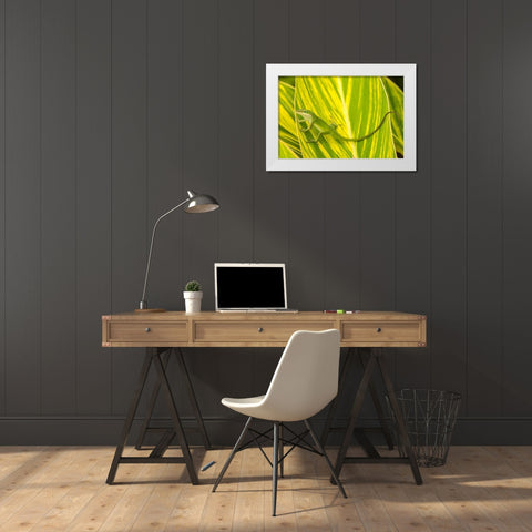 Florida-Anastasia Island-Alligator Farm Green anole on leaf White Modern Wood Framed Art Print by Jaynes Gallery