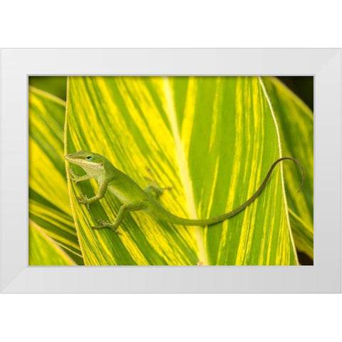Florida-Anastasia Island-Alligator Farm Green anole on leaf White Modern Wood Framed Art Print by Jaynes Gallery