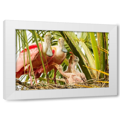 Florida-Anastasia Island-Alligator Farm Roseate spoonbill chick and parents on nest White Modern Wood Framed Art Print by Jaynes Gallery