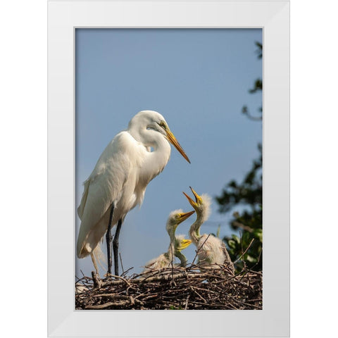 Florida-Anastasia Island Great egret parent feeding chicks on nest White Modern Wood Framed Art Print by Jaynes Gallery