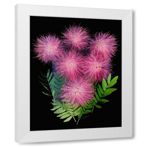 USA-Florida-Celebration-A bouquet of pink powderpuff flowers White Modern Wood Framed Art Print by Looney, Hollice
