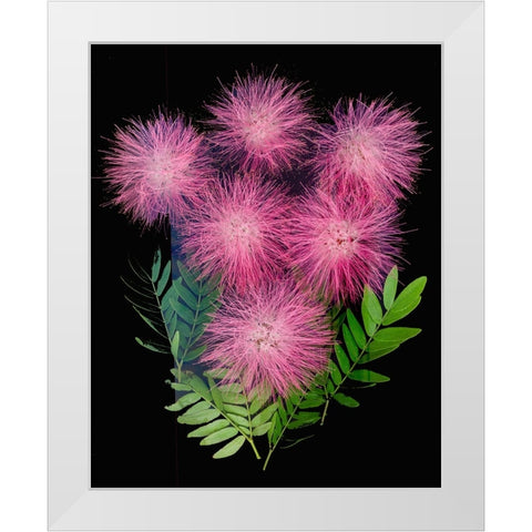 USA-Florida-Celebration-A bouquet of pink powderpuff flowers White Modern Wood Framed Art Print by Looney, Hollice