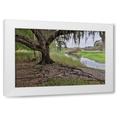 USA-Florida-Sarasota-Myakka River State Park White Modern Wood Framed Art Print by Looney, Hollice