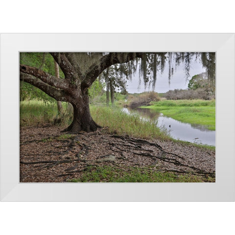 USA-Florida-Sarasota-Myakka River State Park White Modern Wood Framed Art Print by Looney, Hollice