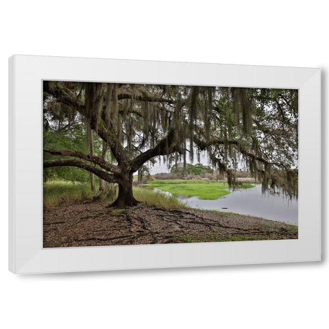 USA-Florida-Sarasota-Myakka River State Park White Modern Wood Framed Art Print by Looney, Hollice