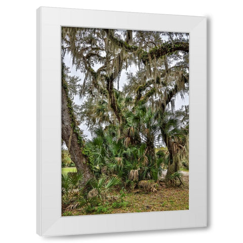 USA-Florida-Sarasota-Myakka River State Park White Modern Wood Framed Art Print by Looney, Hollice