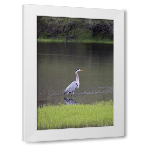 USA-Florida-Sarasota-A grey heron at Myakka River State Park White Modern Wood Framed Art Print by Looney, Hollice