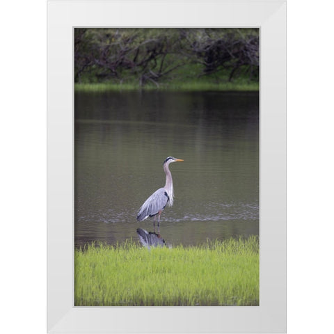 USA-Florida-Sarasota-A grey heron at Myakka River State Park White Modern Wood Framed Art Print by Looney, Hollice