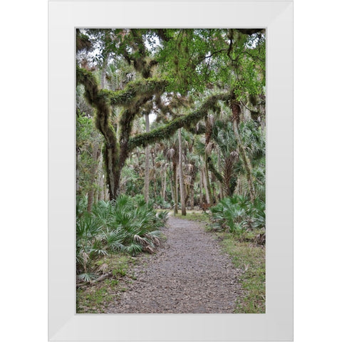 USA-Florida-Sarasota-Myakka River State Park White Modern Wood Framed Art Print by Looney, Hollice