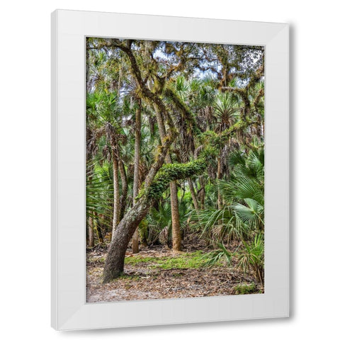 USA-Florida-Sarasota-Myakka River State Park White Modern Wood Framed Art Print by Looney, Hollice