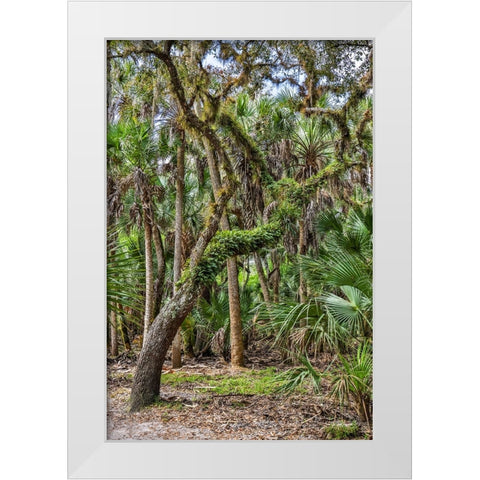 USA-Florida-Sarasota-Myakka River State Park White Modern Wood Framed Art Print by Looney, Hollice