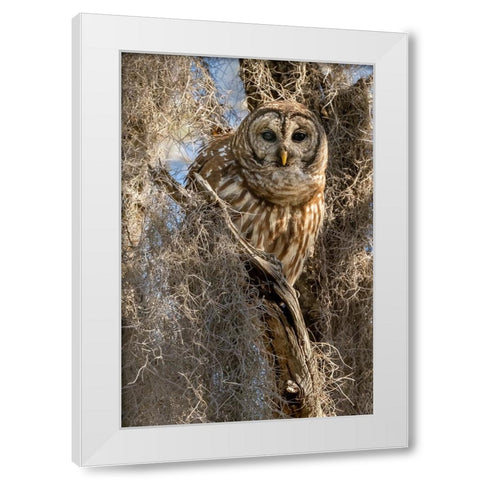 Barred owl- aka hoot owl in tree- Florida- USA White Modern Wood Framed Art Print by McDonald, Joe and Maryann