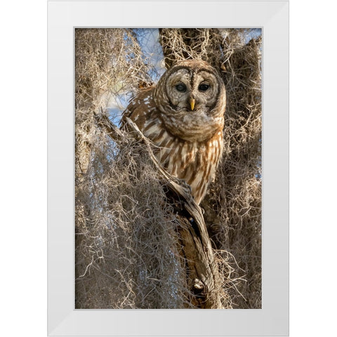 Barred owl- aka hoot owl in tree- Florida- USA White Modern Wood Framed Art Print by McDonald, Joe and Maryann