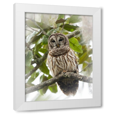 Barred owl- aka hoot owl in tree- Florida- USA White Modern Wood Framed Art Print by McDonald, Joe and Maryann