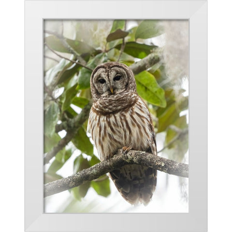 Barred owl- aka hoot owl in tree- Florida- USA White Modern Wood Framed Art Print by McDonald, Joe and Maryann