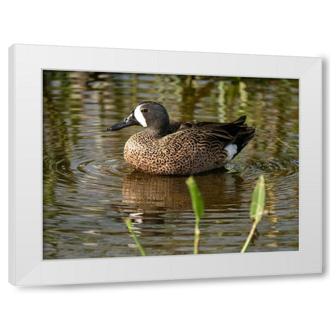 Blue-winged teal- Florida- USA White Modern Wood Framed Art Print by McDonald, Joe and Maryann