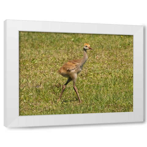Florida sandhill crane colt- Florida- USA White Modern Wood Framed Art Print by McDonald, Joe and Maryann