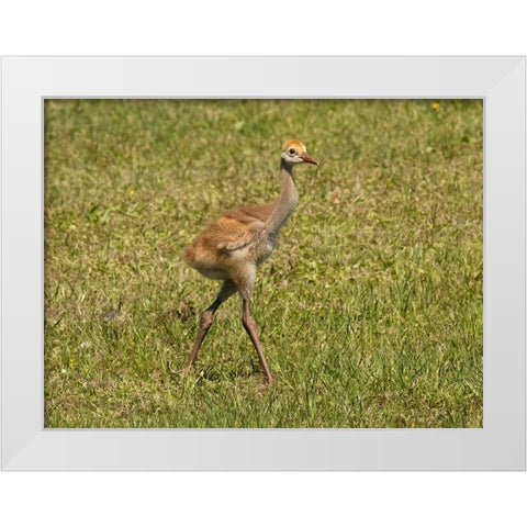 Florida sandhill crane colt- Florida- USA White Modern Wood Framed Art Print by McDonald, Joe and Maryann