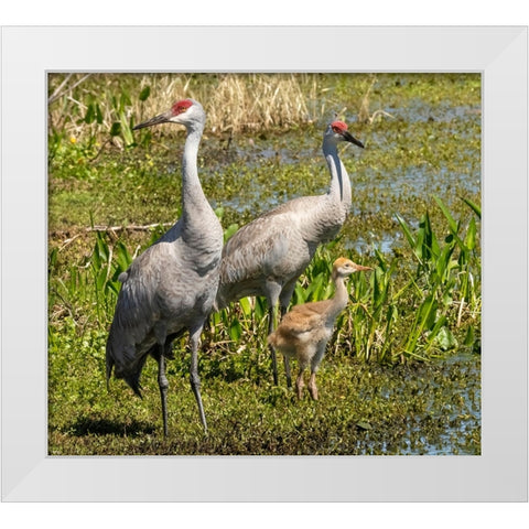 Florida sandhill crane adult with colt- Florida- USA White Modern Wood Framed Art Print by McDonald, Joe and Maryann