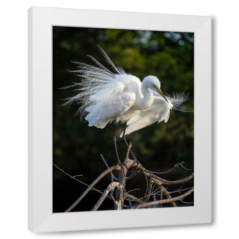 Great Egret- Florida- USA White Modern Wood Framed Art Print by McDonald, Joe and Maryann