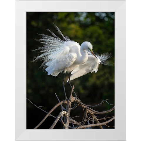 Great Egret- Florida- USA White Modern Wood Framed Art Print by McDonald, Joe and Maryann