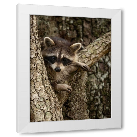 Raccoon- Florida- USA White Modern Wood Framed Art Print by McDonald, Joe and Maryann
