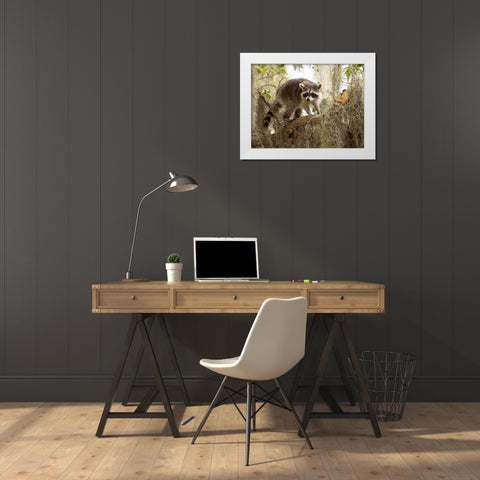 Raccoon- Florida- USA White Modern Wood Framed Art Print by McDonald, Joe and Maryann