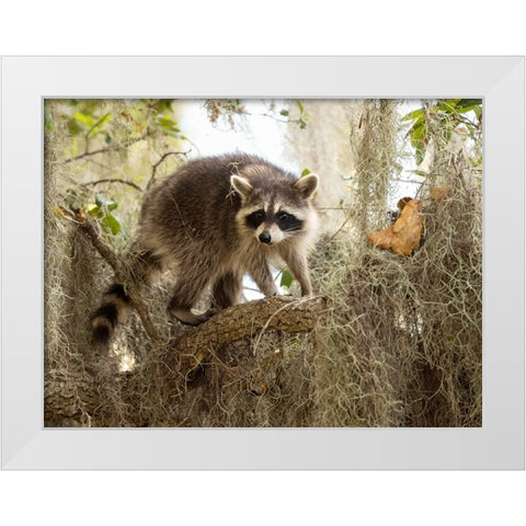 Raccoon- Florida- USA White Modern Wood Framed Art Print by McDonald, Joe and Maryann