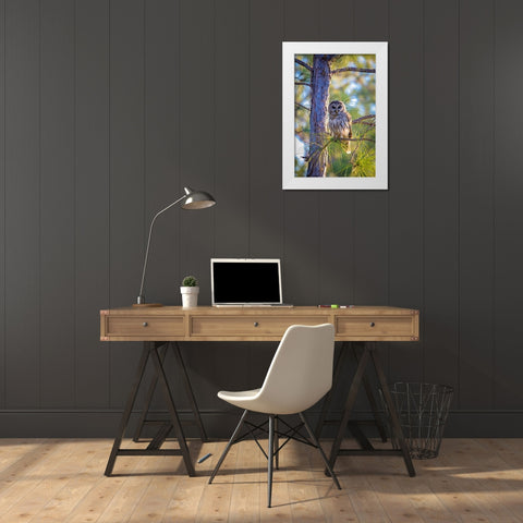 A camouflaged barred owl perches among tree branches during the day White Modern Wood Framed Art Print by Richardson, Larry