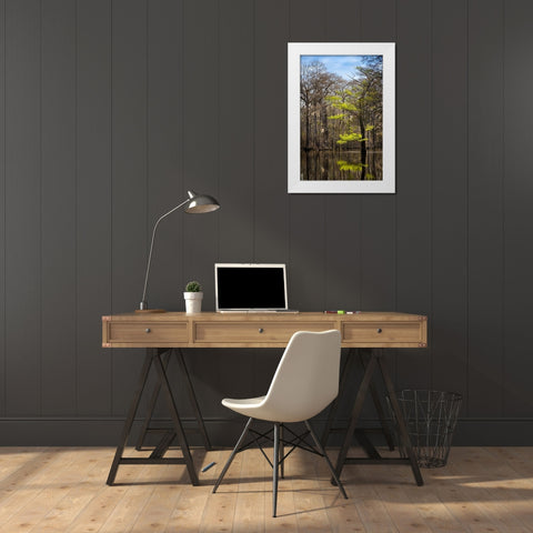 River water moves slowly through a flooded wooded swamp in Florida Cypress leafing out White Modern Wood Framed Art Print by Richardson, Larry